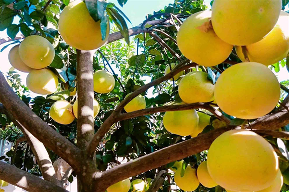 ភ្នំពេញ ប៉ុស្ដិ៍ ផ្លែក្រូចថ្លុង ភូកត្រាច ល្បីឆ្ងាញ់ ប្រឈម ការ ស្អុយ រលួយ កំឡុងពេល វិបត្តិ